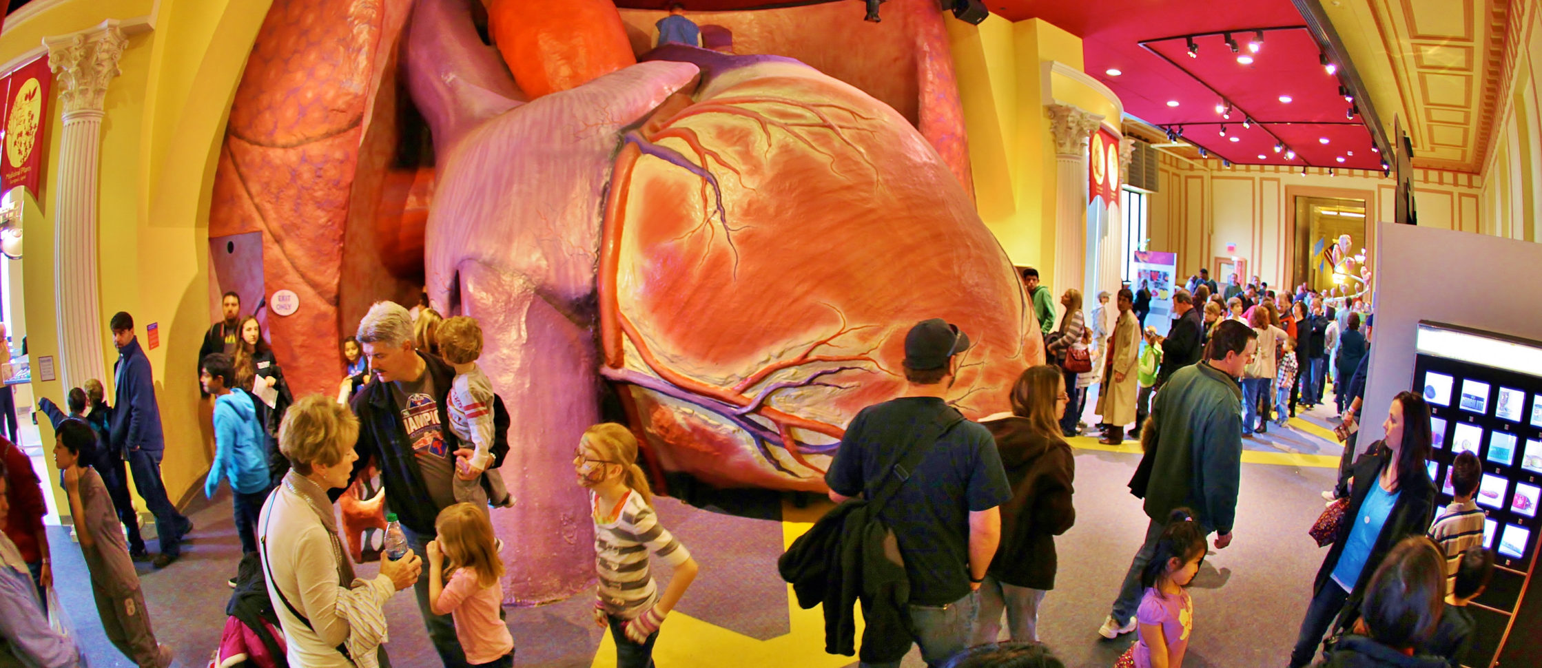 The Giant Heart  The Franklin Institute Science Museum