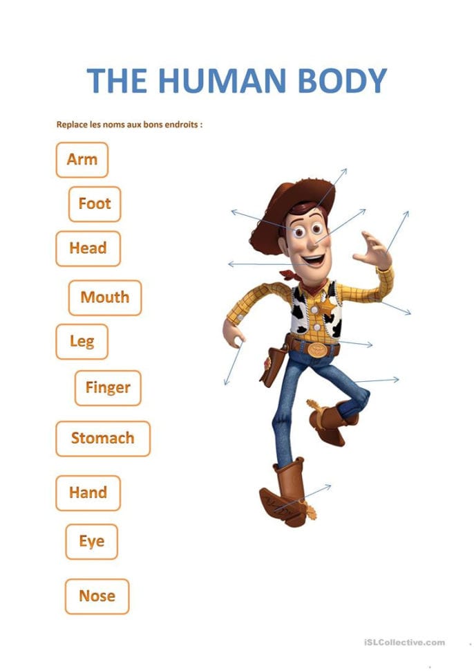 The Human Body  English Esl Worksheets