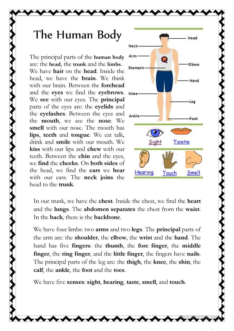 The Human Body  English Esl Worksheets