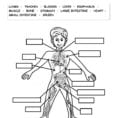 The Human Body  Interactive Worksheet