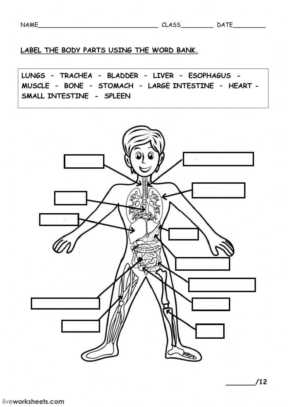 The Human Body  Interactive Worksheet