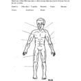 The Human Body Muscles  English Esl Worksheets