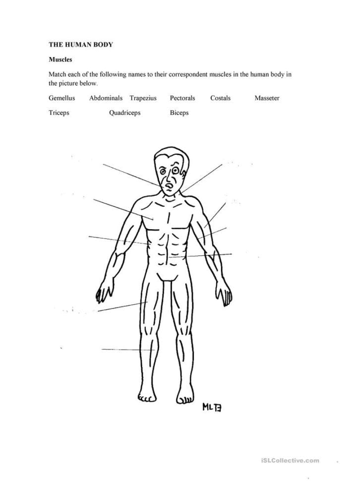 The Human Body Muscles  English Esl Worksheets