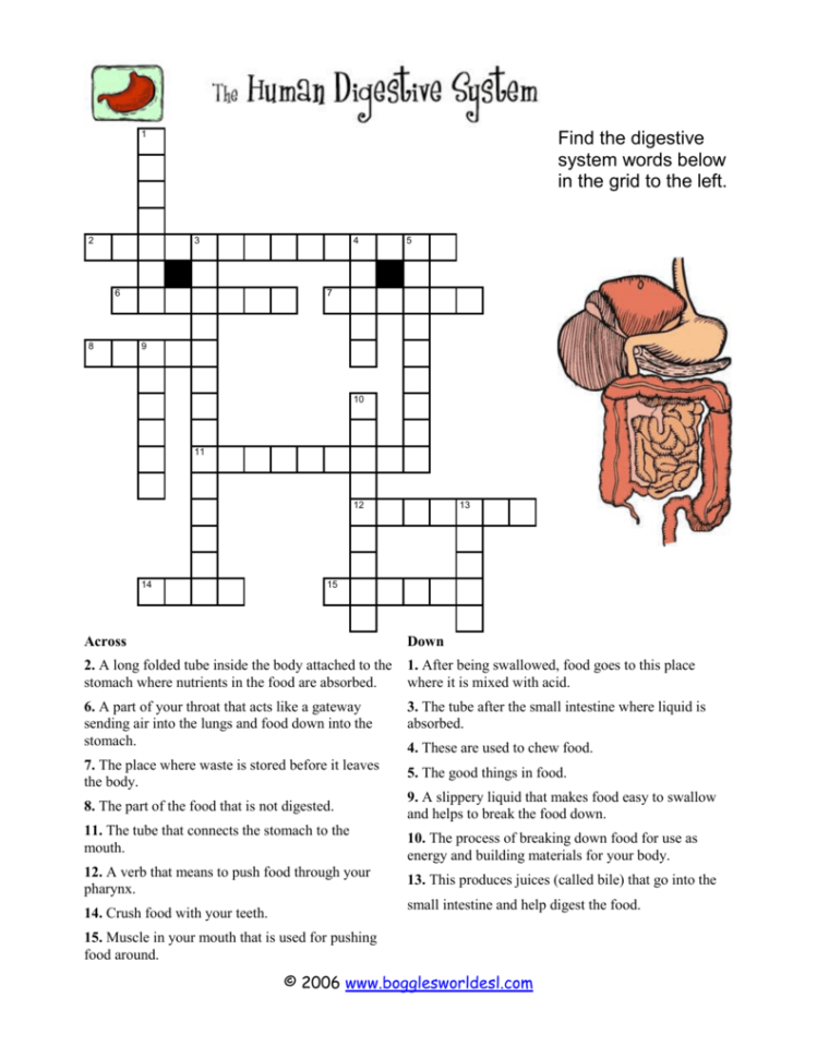 The Human Digestive System Worksheet Answer Key  Netvs