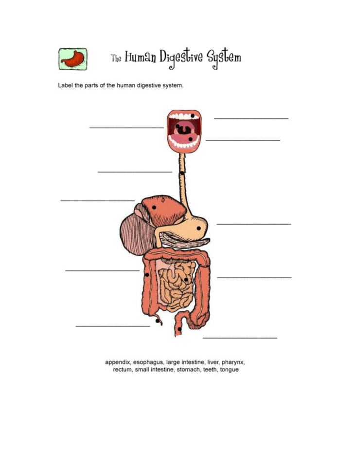 The Human Digestive Tract Worksheet Answers