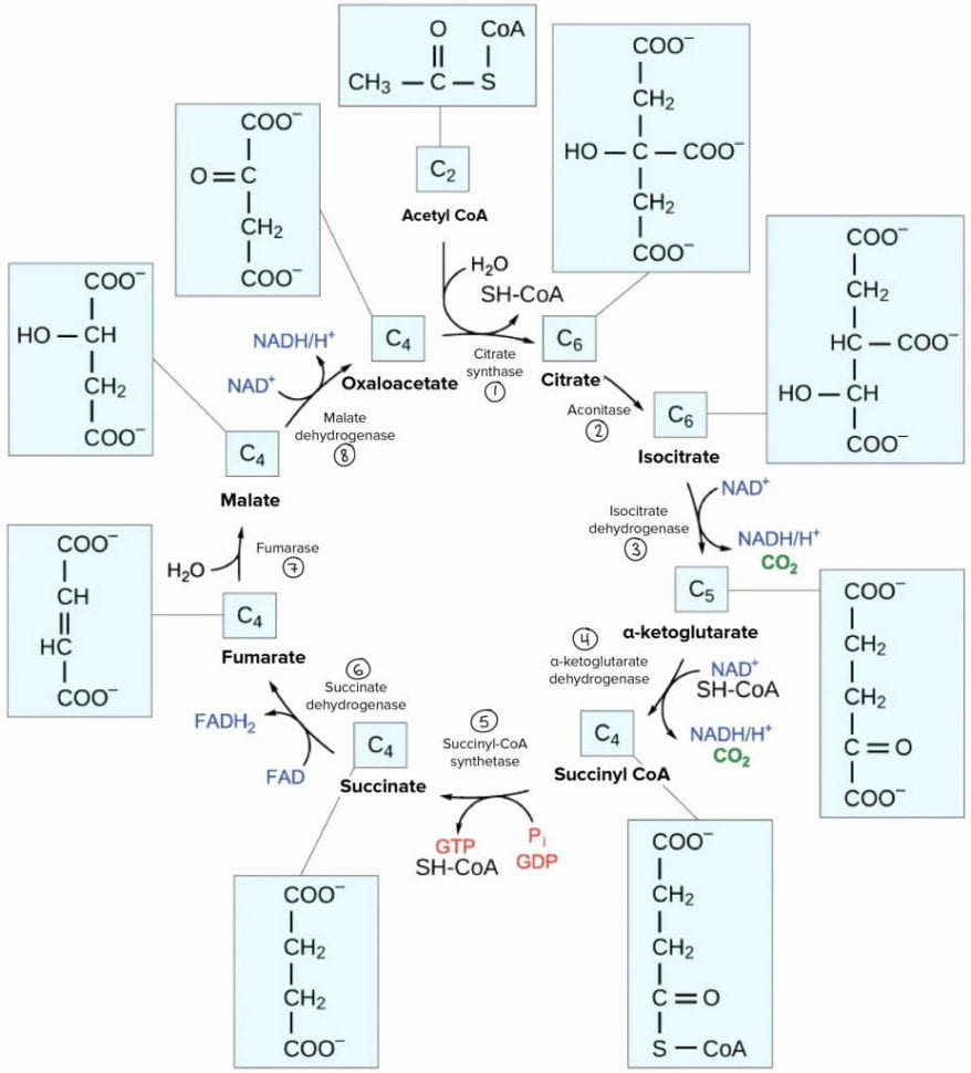 The Krebs Cycle Student Worksheet
