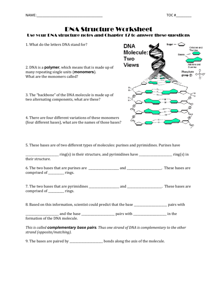 Dna Worksheet Answer Key Mr Hoyle — db-excel.com