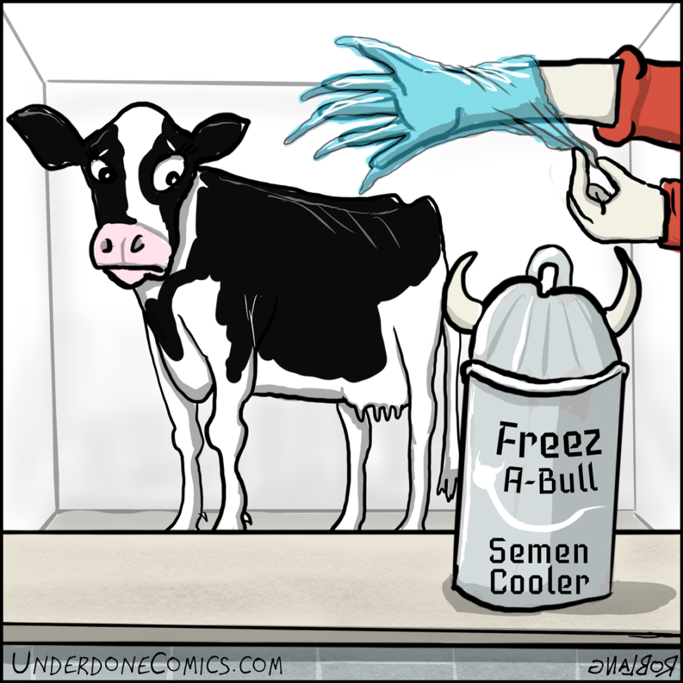 The Lifecycle Of The Dairy Cow  Rob Lang  Medium