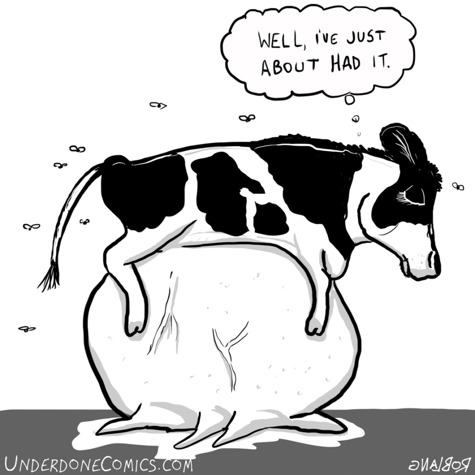 The Lifecycle Of The Dairy Cow  Rob Lang  Medium