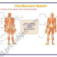 The Muscular System  Esl Worksheetrefuerzo