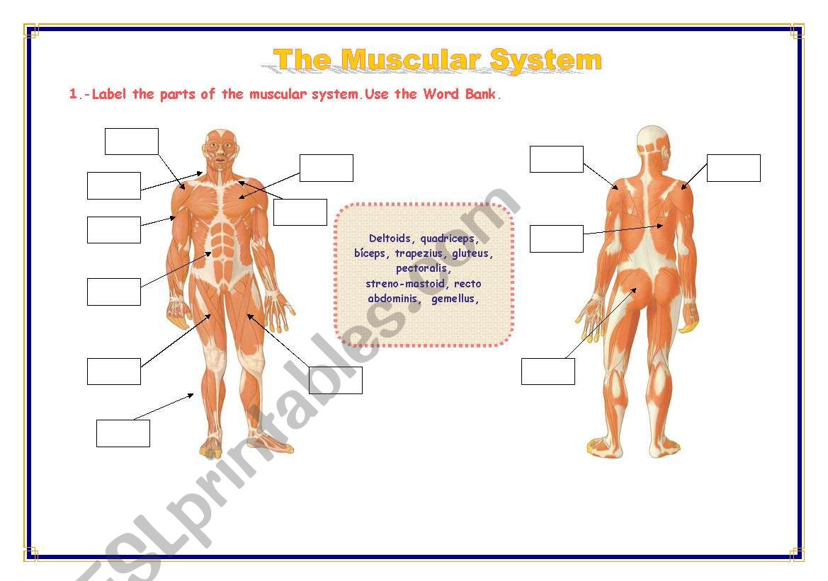The Muscular System  Esl Worksheetrefuerzo