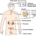 The Nervous And Endocrine Systems Review Article  Khan