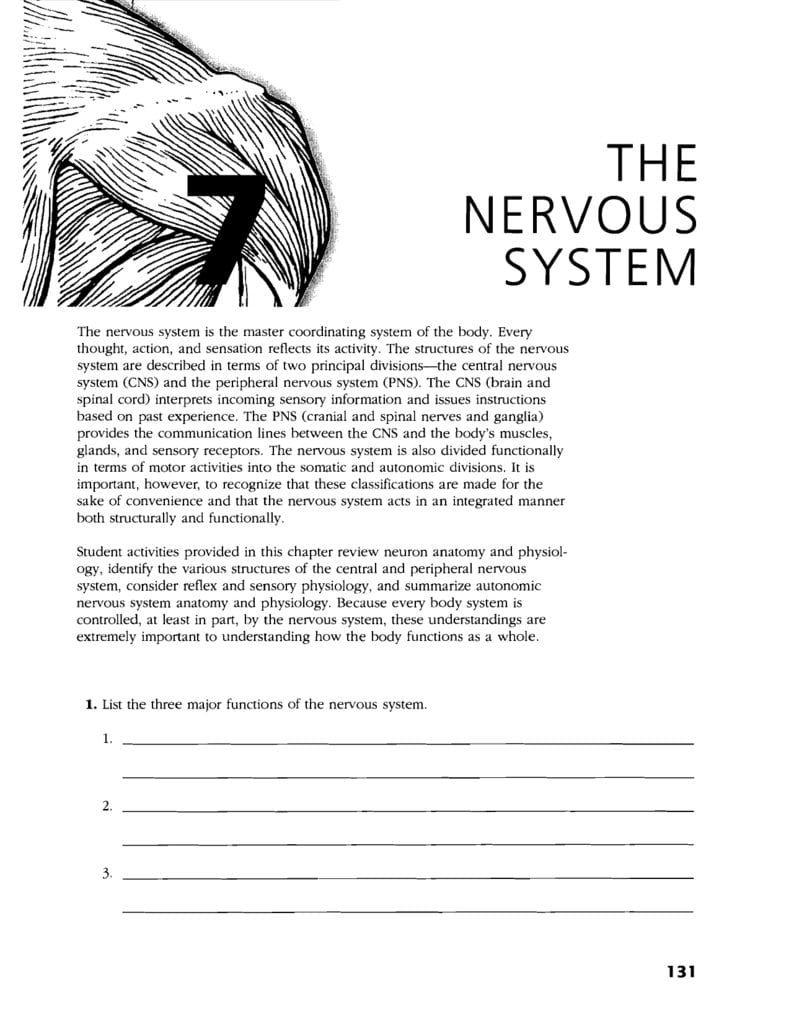 Chapter 7 The Nervous System Worksheet Answers Db excel