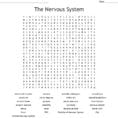 The Nervous System Word Search  Word