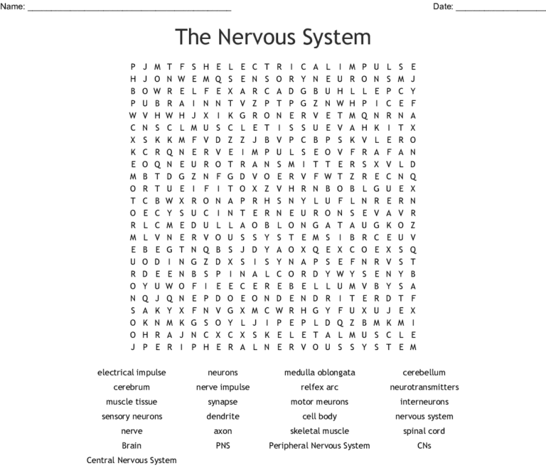 the-nervous-system-word-search-word-db-excel