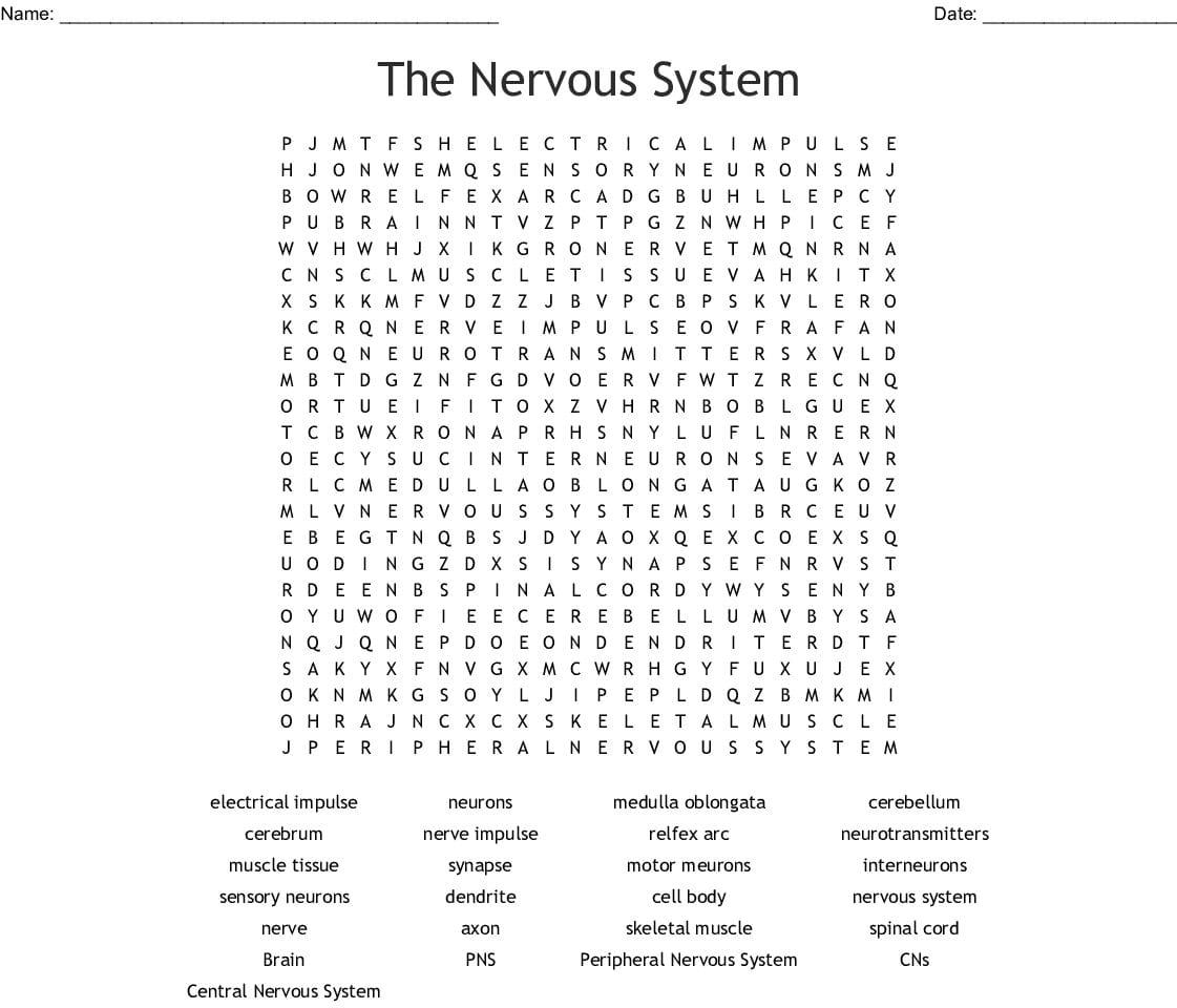 Chapter 7 The Nervous System Worksheet Answers | db-excel.com