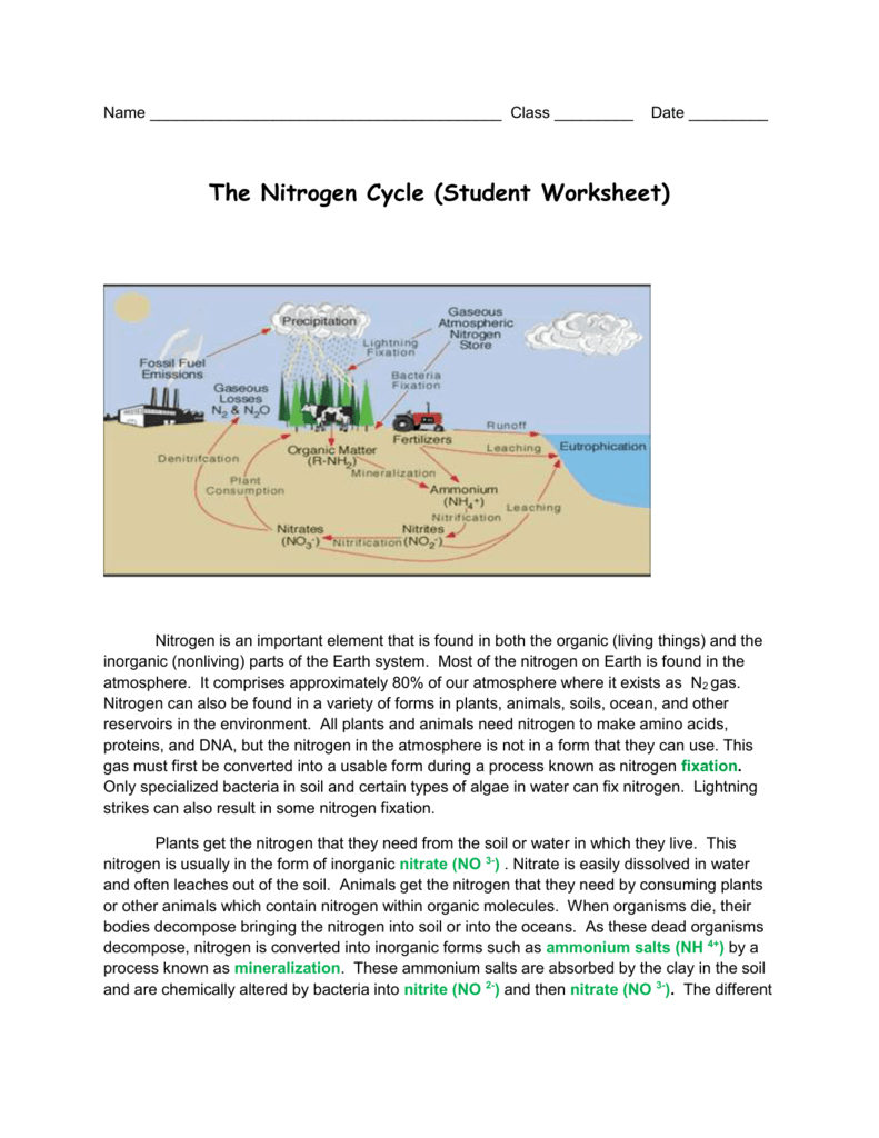 The Nitrogen Cycle Student Worksheet