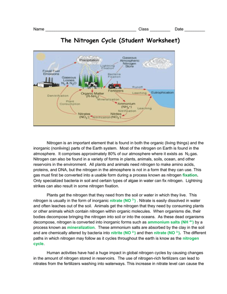 Nitrogen Cycle Worksheet — db-excel.com