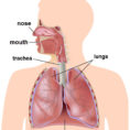 The Respiratory System Worksheet  Edplace
