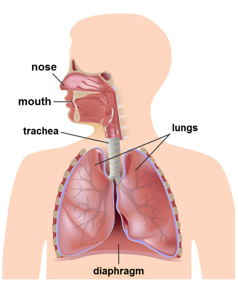 The Respiratory System Worksheet  Edplace The Respiratory System Worksheet  Edplace