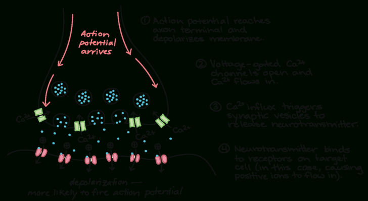 The Anatomy Of A Synapse Worksheet Answers — db-excel.com