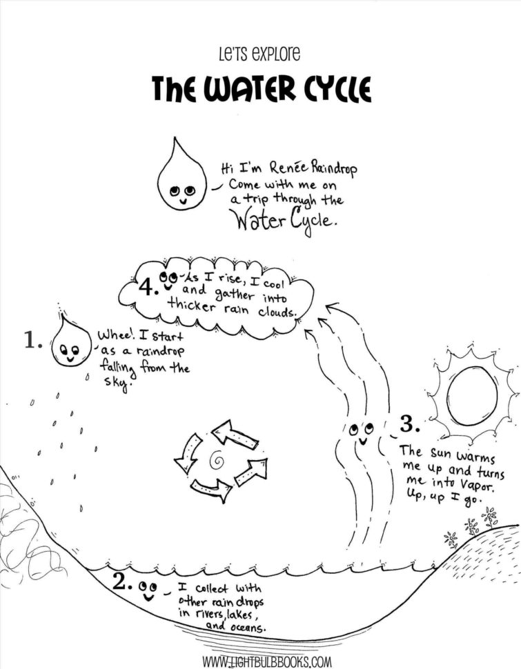 The Ter Cycle Worksheet Answer Key