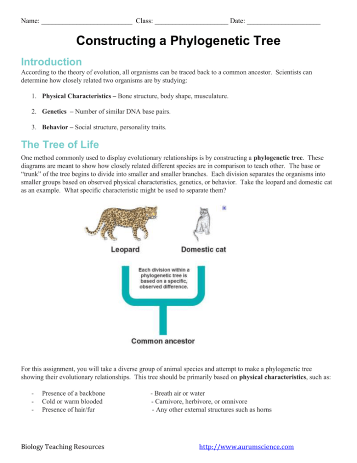 Phylogenetic Tree Worksheet — db-excel.com