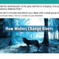 The Wolves Of Yellowstone  Ppt Video Online Download