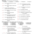 Thecellcycleworksheet With Answers  Biog101