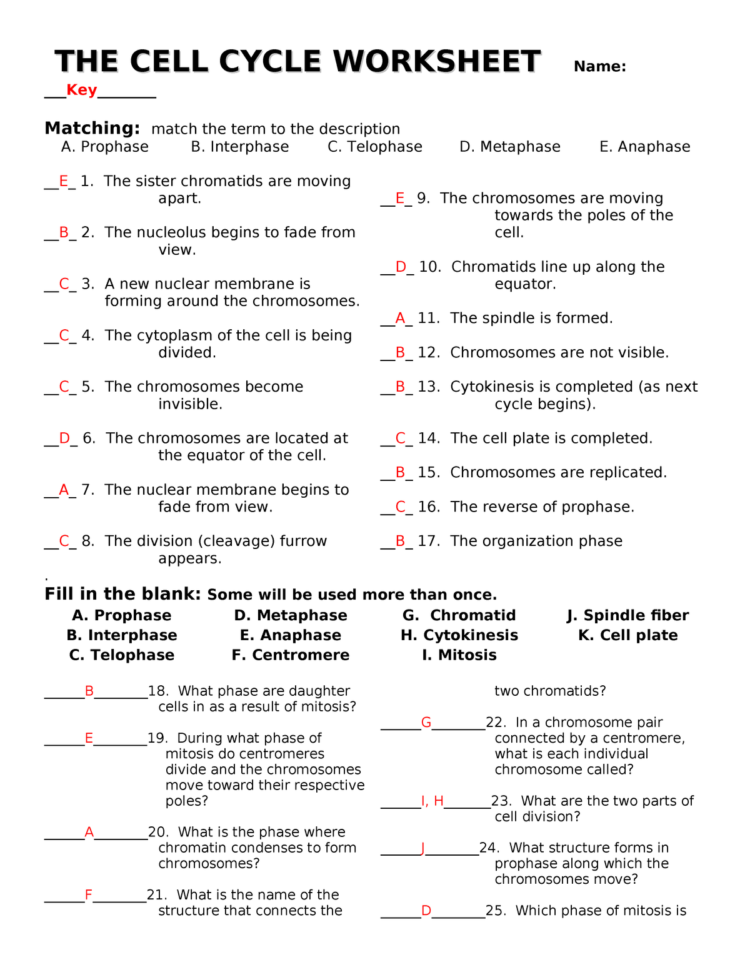 Thecellcycleworksheet With Answers  Biog101