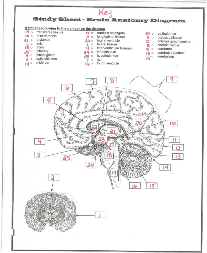 Tissue Worksheet Answer Key — db-excel.com