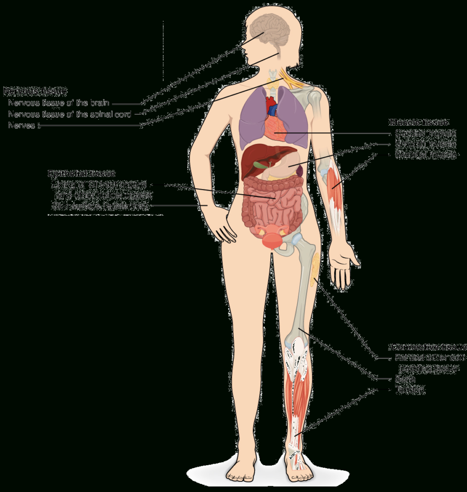 Tissues Organs  Organ Systems Article  Khan Academy