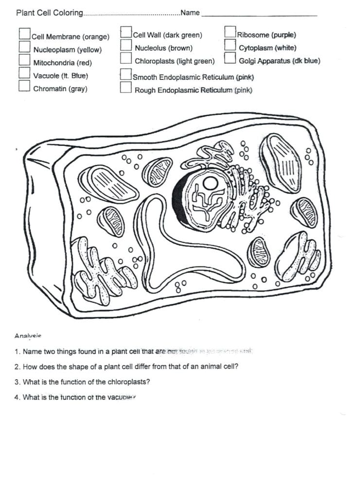Animal Cell Coloring Worksheet