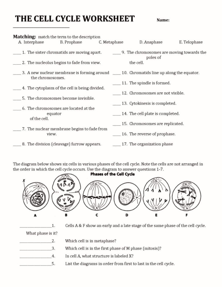 Transcription And Translation Worksheet Key