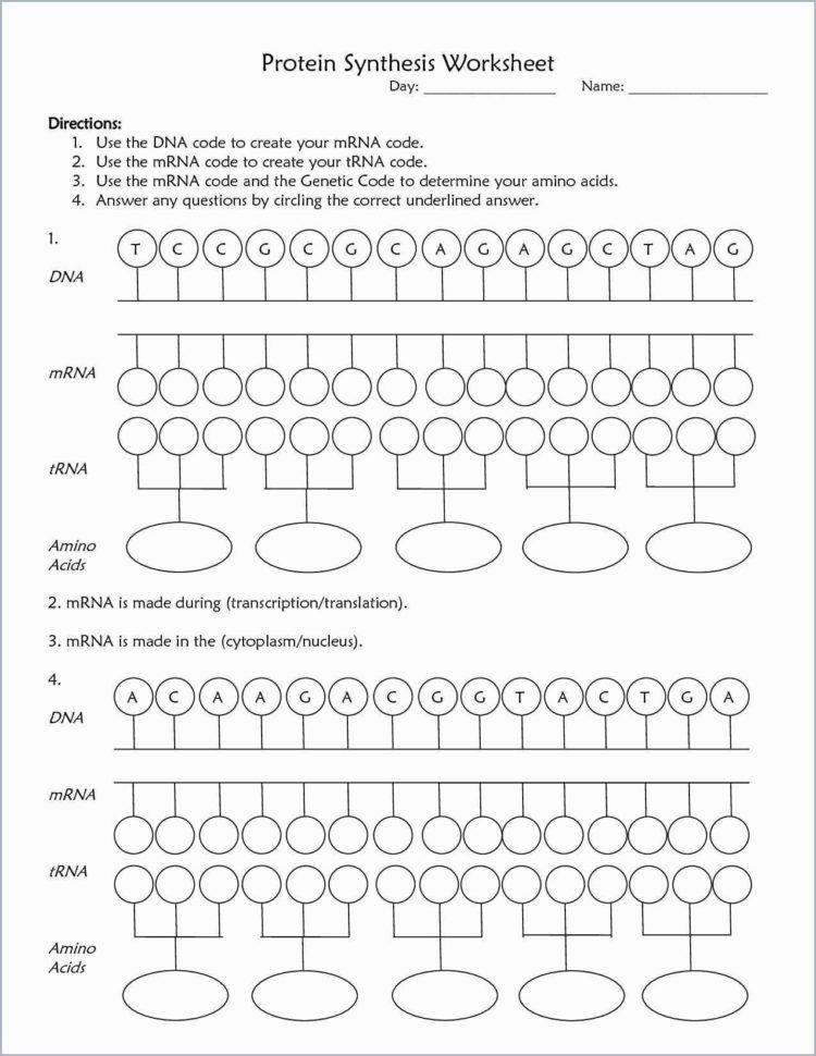 Transcription And Translation Worksheet  Worksheet Idea