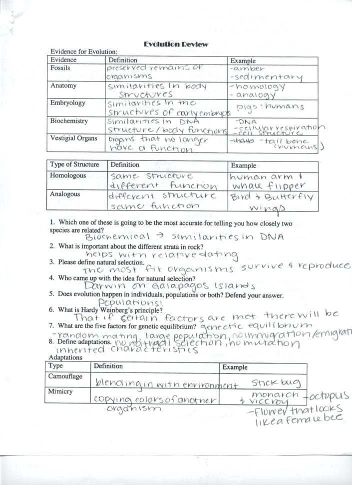 Transcription And Translation Worksheet  Worksheet Idea