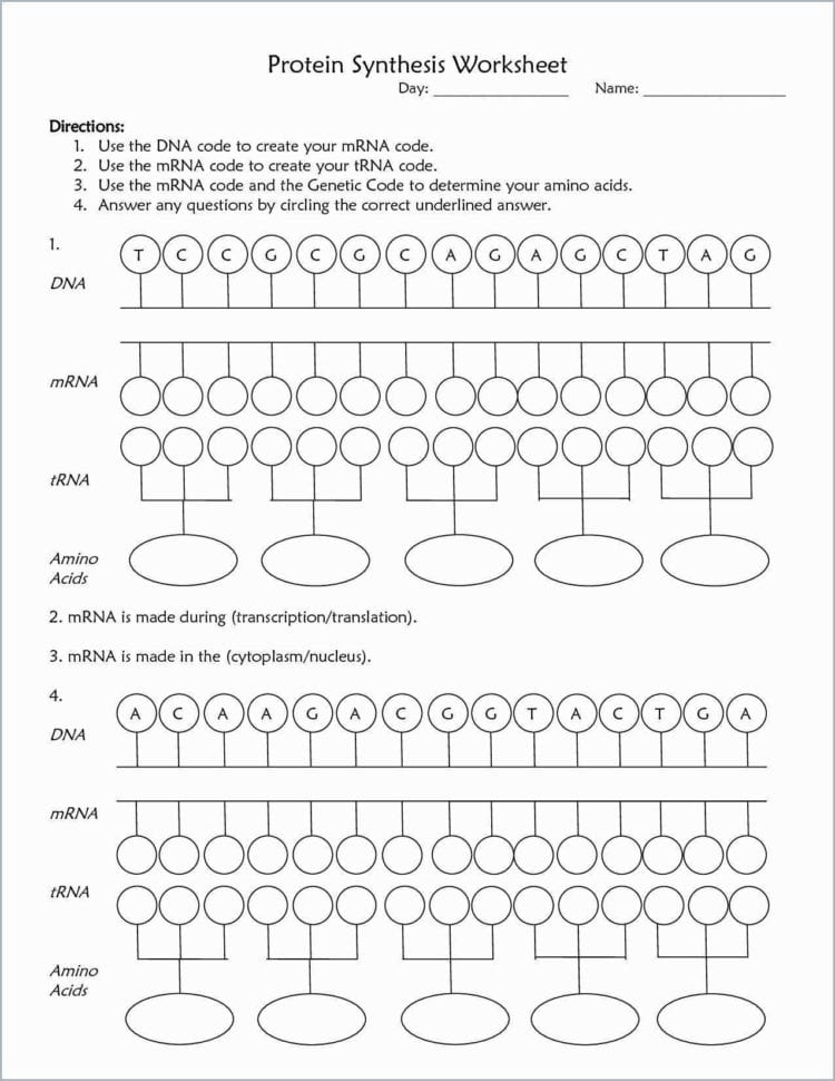 Transcription And Translation Worksheet  Worksheet Idea