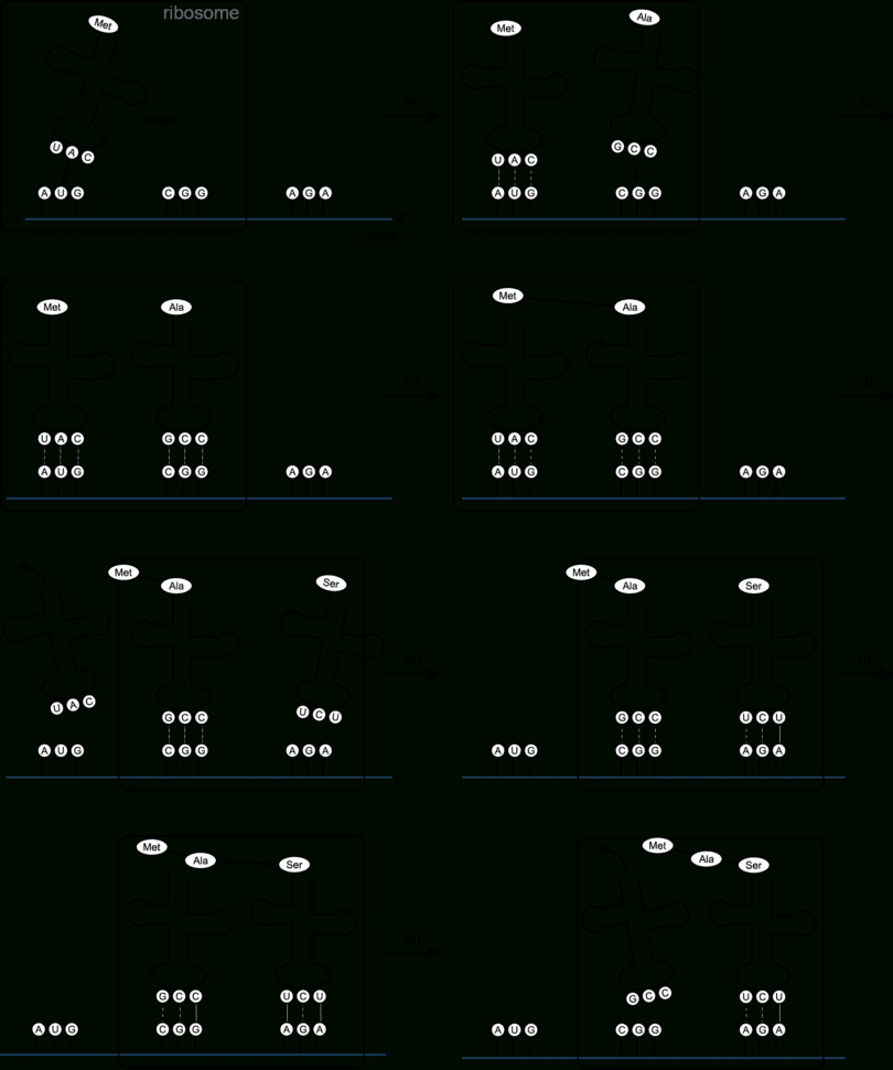 Transcription Translation And Replication