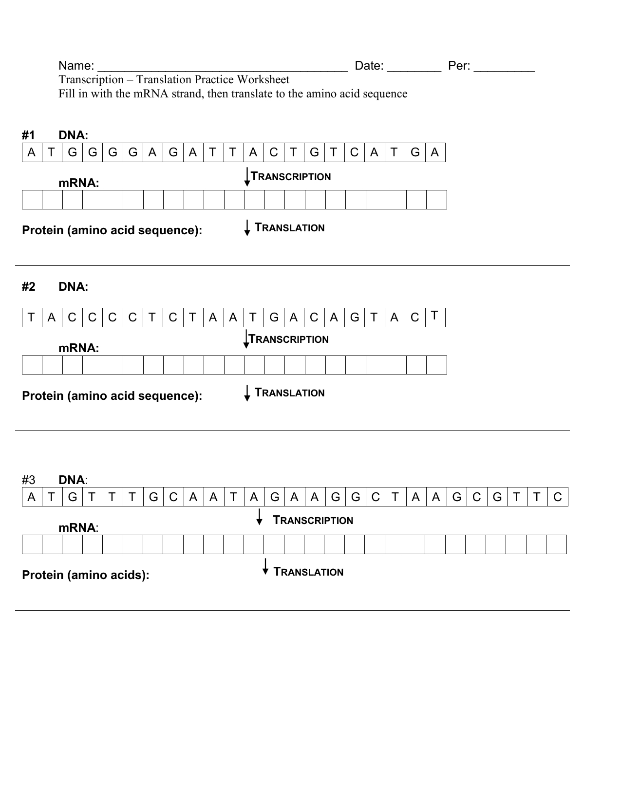 Transcription Translation Practice Worksheet With Answers