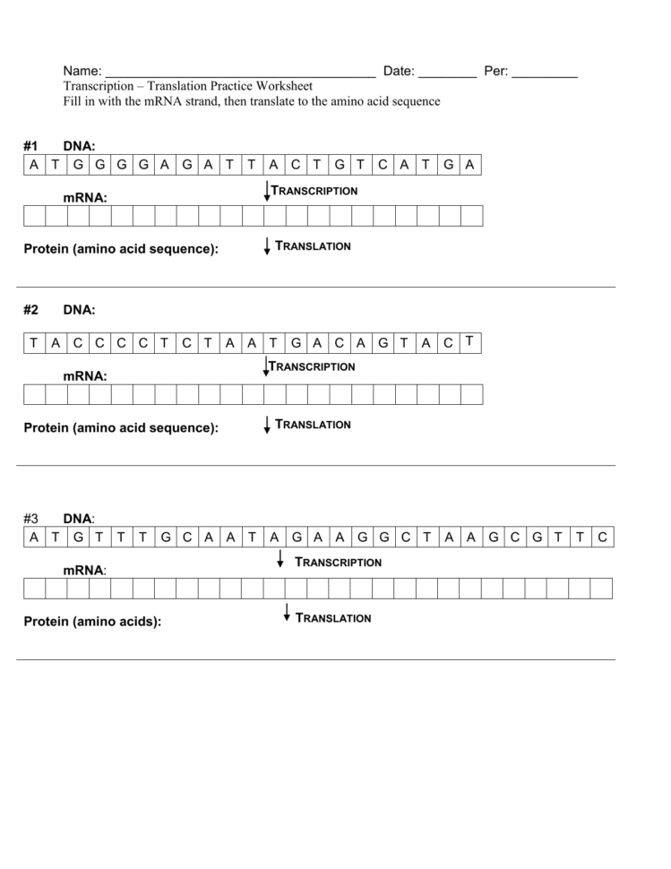 Transcription Translation Practice Worksheet With Answers