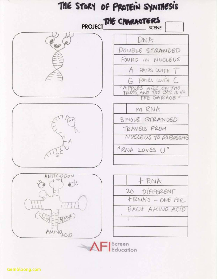 Transcription Worksheet Answers