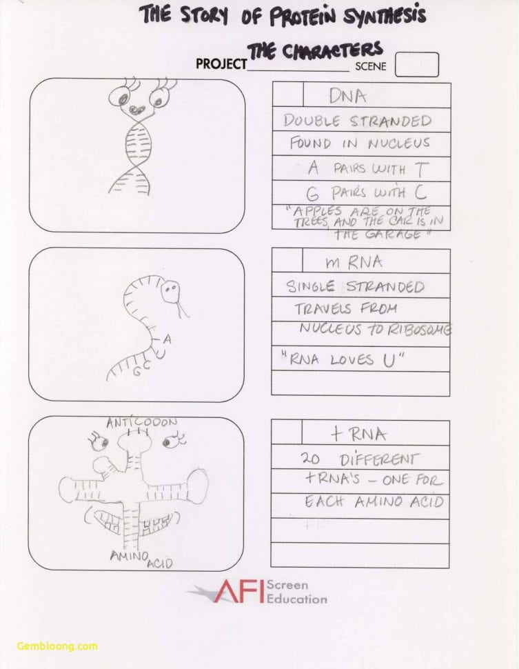 Transcription Translation Worksheet  Cramerforcongress