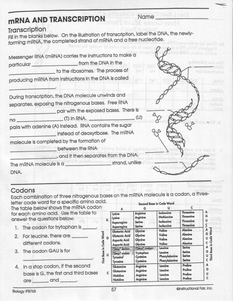 Transcription Worksheet Answers Mrna And Transcription
