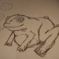 Tripping Over Psychoactive Toads  Science Features  Naked