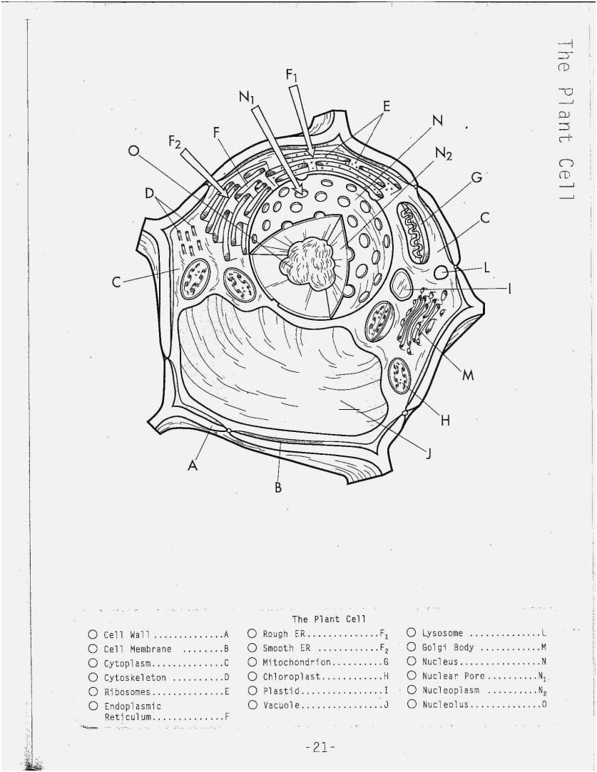 Animal Cell Coloring Page Answer Key