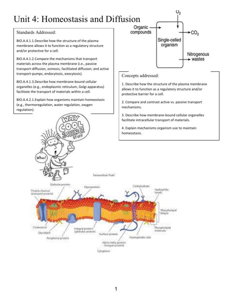 Unit 4 Homeostasis And Diffusion