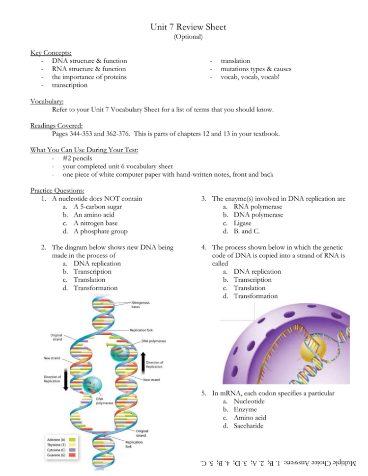 Unit 7 Review Sheet Optional Key Concepts Dna Structure