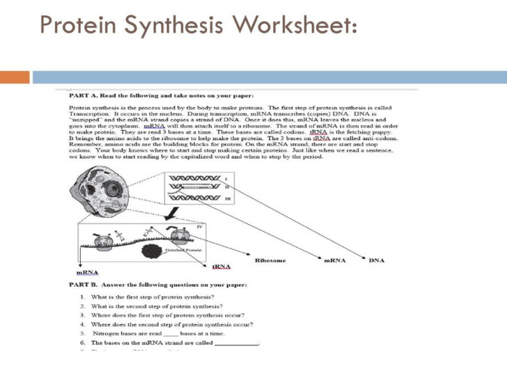 Protein Synthesis Worksheet Answer Key Part B