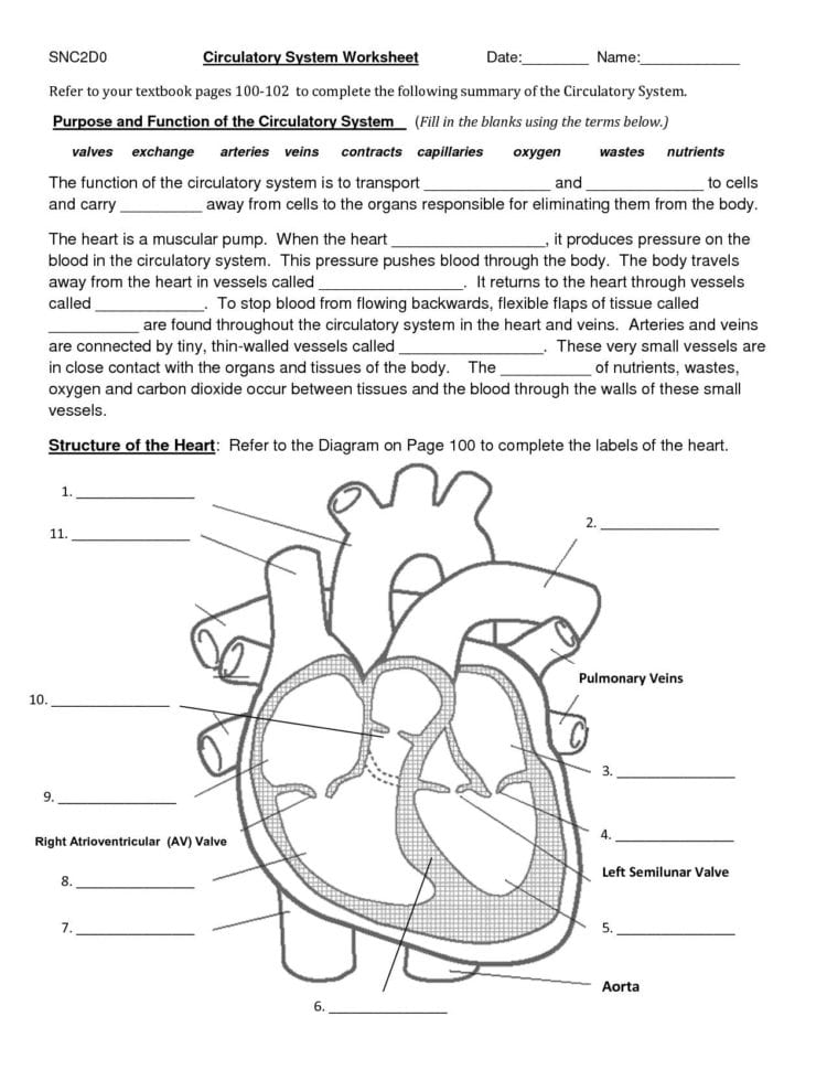 Urinary System Activity Worksheet