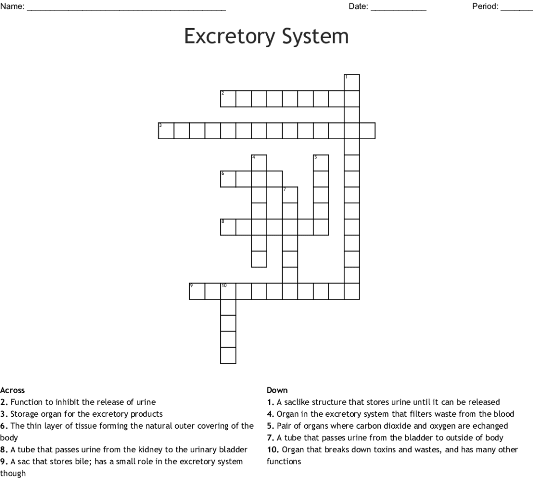 Urinary System Crossword  Word